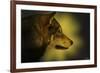 Wolf Profile HL1-Gordon Semmens-Framed Photographic Print