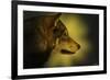 Wolf Profile HL1-Gordon Semmens-Framed Photographic Print