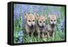 Wolf Pups-null-Framed Stretched Canvas