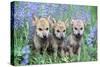 Wolf Pups-null-Stretched Canvas