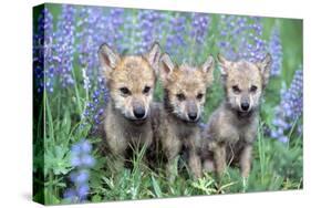 Wolf Pups-null-Stretched Canvas