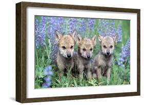 Wolf Pups-null-Framed Photographic Print