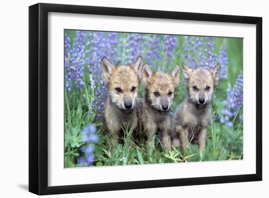 Wolf Pups-null-Framed Photographic Print