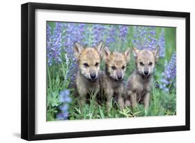 Wolf Pups-null-Framed Photographic Print