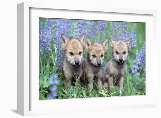 Wolf Pups-null-Framed Photographic Print