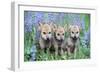 Wolf Pups-null-Framed Photographic Print