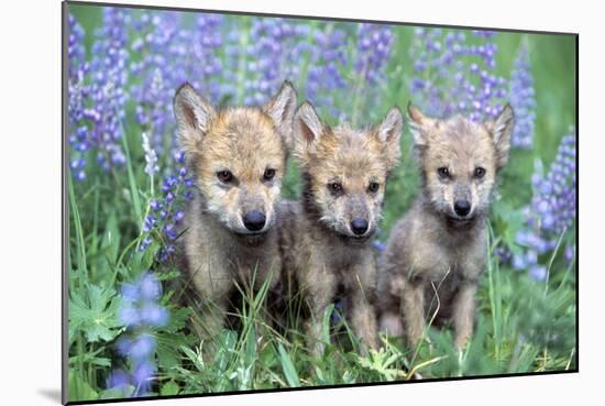 Wolf Pups-null-Mounted Photographic Print