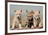 Wolf Pups-Lantern Press-Framed Art Print