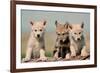 Wolf Pups-Lantern Press-Framed Art Print