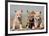 Wolf Pups-Lantern Press-Framed Art Print