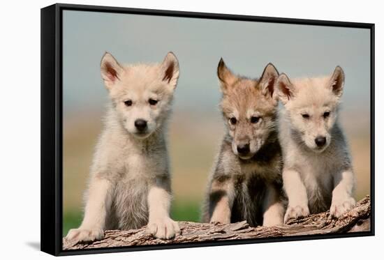 Wolf Pups-Lantern Press-Framed Stretched Canvas