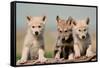 Wolf Pups-Lantern Press-Framed Stretched Canvas