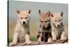 Wolf Pups-Lantern Press-Stretched Canvas