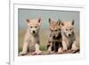 Wolf Pups-Lantern Press-Framed Premium Giclee Print