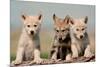 Wolf Pups-Lantern Press-Mounted Premium Giclee Print