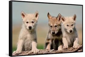 Wolf Pups-Lantern Press-Framed Stretched Canvas