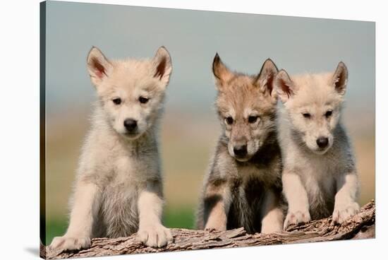 Wolf Pups-Lantern Press-Stretched Canvas