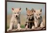 Wolf Pups-Lantern Press-Framed Art Print