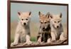 Wolf Pups-Lantern Press-Framed Art Print