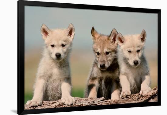 Wolf Pups-Lantern Press-Framed Art Print