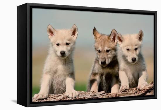 Wolf Pups-Lantern Press-Framed Stretched Canvas