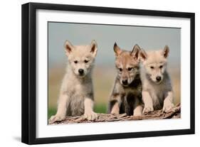 Wolf Pups-Lantern Press-Framed Art Print