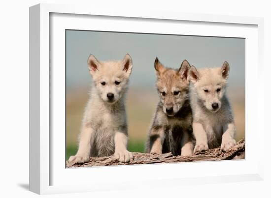 Wolf Pups-Lantern Press-Framed Art Print