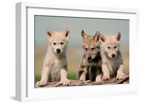 Wolf Pups-Lantern Press-Framed Art Print