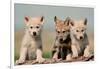 Wolf Pups-Lantern Press-Framed Premium Giclee Print