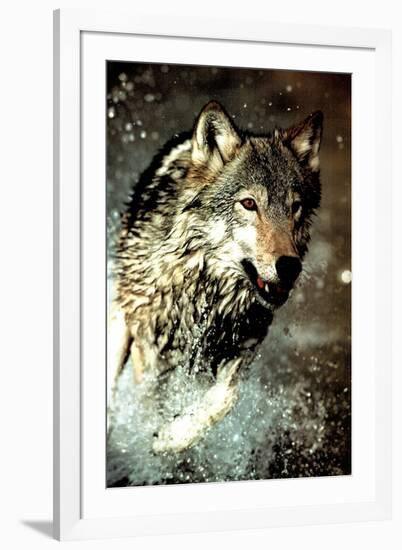 Wolf Running in Water-null-Framed Photo