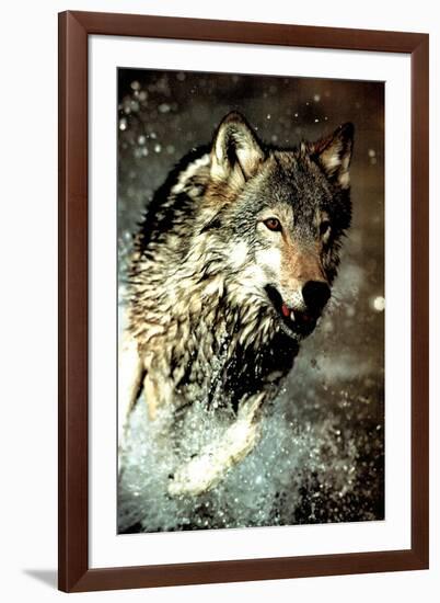 Wolf Running in Water-null-Framed Photo