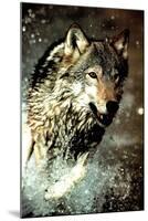 Wolf Running in Water-null-Mounted Photo