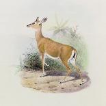 Antelope, from 'The Book of Antelopes'-Wolf & Smit-Stretched Canvas