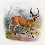 The Broad Horned Antelope, from 'The Book of Antelopes'-Wolf & Smit-Framed Giclee Print