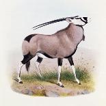 The Broad Horned Antelope, from 'The Book of Antelopes'-Wolf & Smit-Laminated Giclee Print