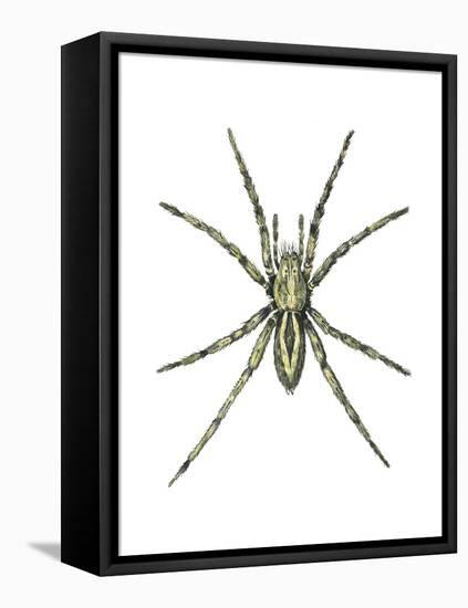 Wolf Spider (Lycosa Communis), Arachnids-Encyclopaedia Britannica-Framed Stretched Canvas