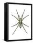 Wolf Spider (Lycosa Communis), Arachnids-Encyclopaedia Britannica-Framed Stretched Canvas