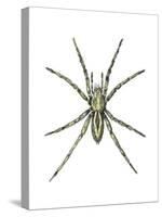 Wolf Spider (Lycosa Communis), Arachnids-Encyclopaedia Britannica-Stretched Canvas