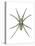 Wolf Spider (Lycosa Communis), Arachnids-Encyclopaedia Britannica-Stretched Canvas