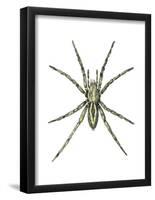 Wolf Spider (Lycosa Communis), Arachnids-Encyclopaedia Britannica-Framed Poster