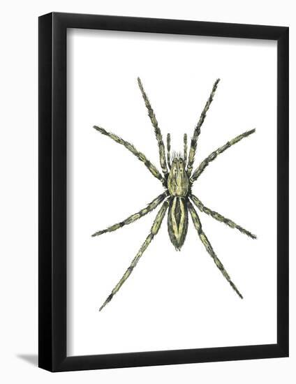 Wolf Spider (Lycosa Communis), Arachnids-Encyclopaedia Britannica-Framed Poster