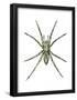 Wolf Spider (Lycosa Communis), Arachnids-Encyclopaedia Britannica-Framed Poster