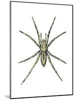 Wolf Spider (Lycosa Communis), Arachnids-Encyclopaedia Britannica-Mounted Poster