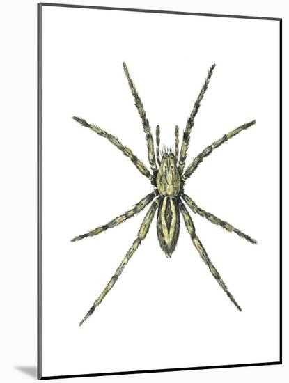 Wolf Spider (Lycosa Communis), Arachnids-Encyclopaedia Britannica-Mounted Poster