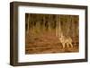 Wolf standing at woodland edge, Finland-Danny Green-Framed Photographic Print