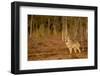 Wolf standing at woodland edge, Finland-Danny Green-Framed Photographic Print