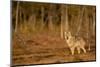 Wolf standing at woodland edge, Finland-Danny Green-Mounted Photographic Print