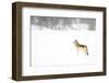 Wolf standing in snow, Yellowstone National Park, USA-Danny Green-Framed Photographic Print