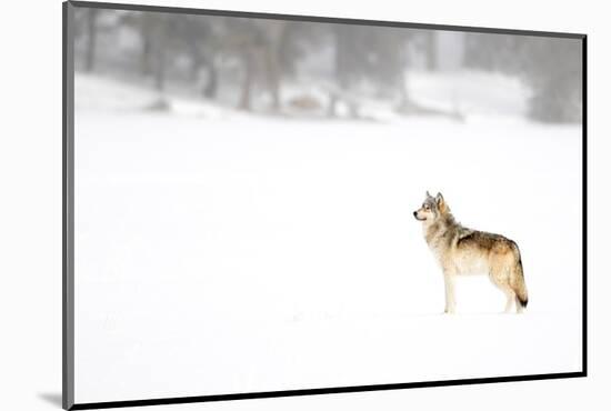 Wolf standing in snow, Yellowstone National Park, USA-Danny Green-Mounted Photographic Print