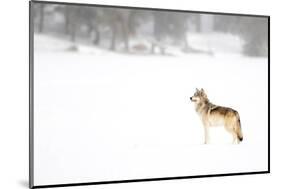 Wolf standing in snow, Yellowstone National Park, USA-Danny Green-Mounted Photographic Print